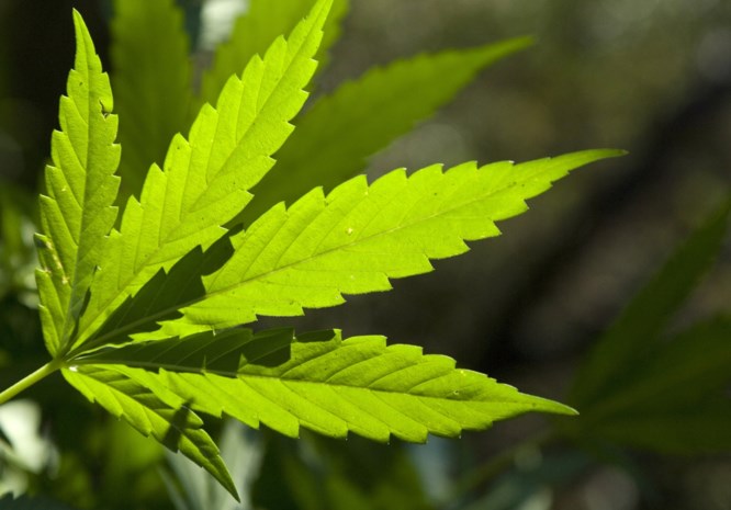 Politie ontdekt plantage in centrum