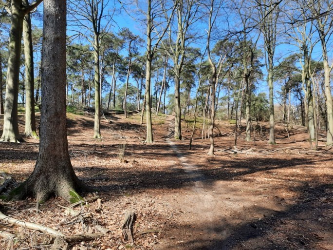 Coronawandelen in de Kempen: dit zijn onze tips