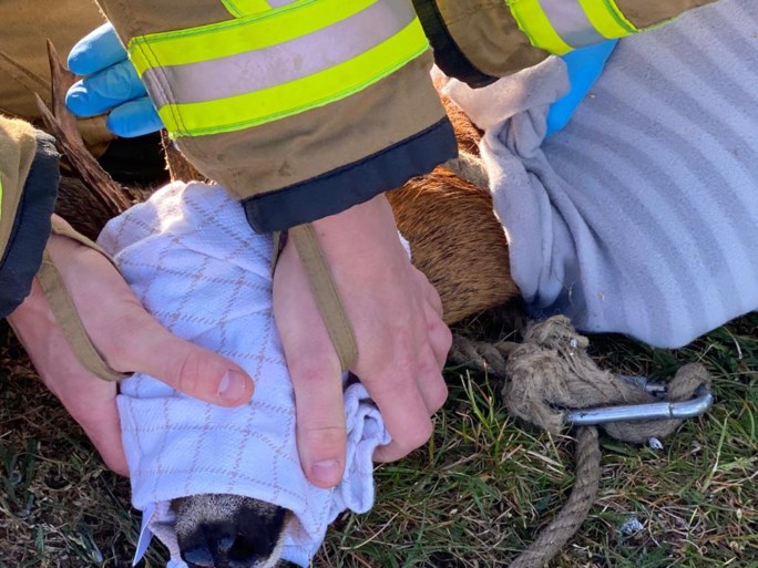Brandweer redt jonge ree uit Albertkanaal