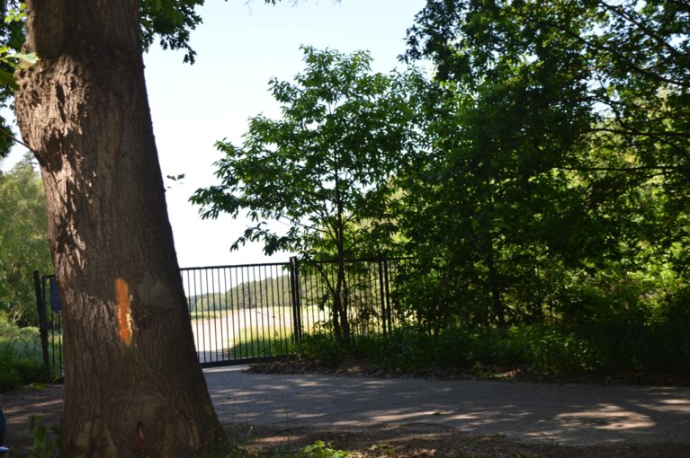 Gemeente wil 63 laanbomen in Blommerschot kappen omdat ze ziek zijn