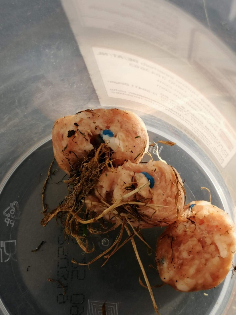 Hond vergiftigd door gehaktballen met rattenvergif, politie onderzoekt of er hondenhater actief is rond Fort 2