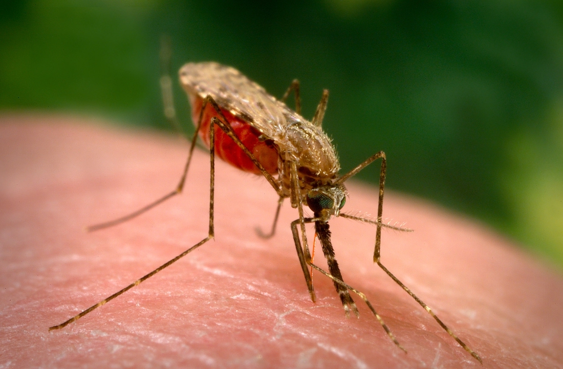 Flemish couple dies of malaria: “Only plausible dis …