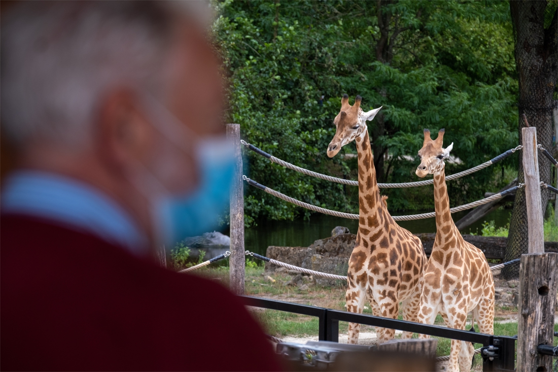 Zoo and Planckendael call new closure “dramatically new …