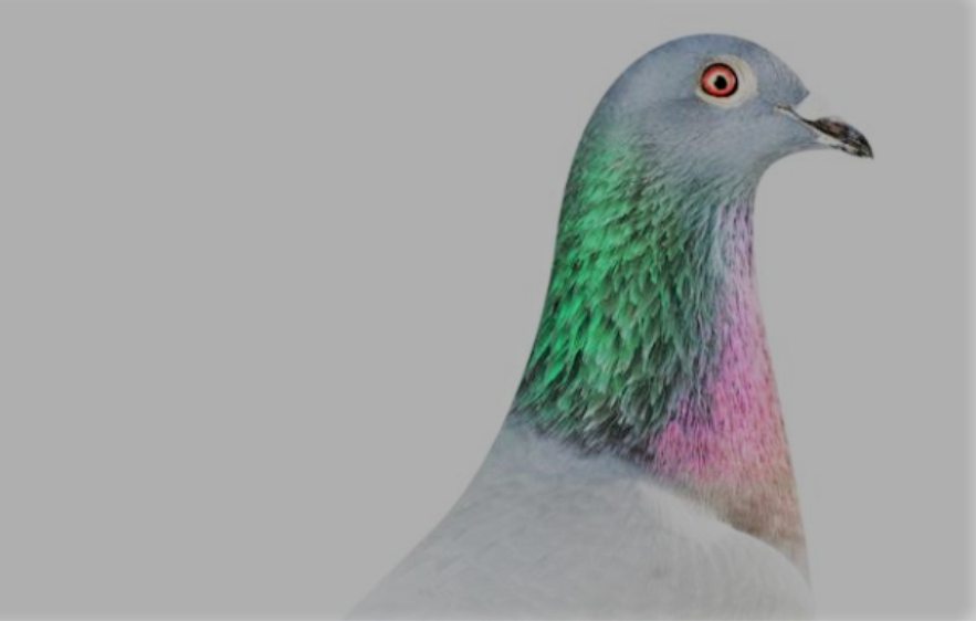 Most expensive pigeon in the world comes from Berlaar: record amount of 1 … (Berlaar)