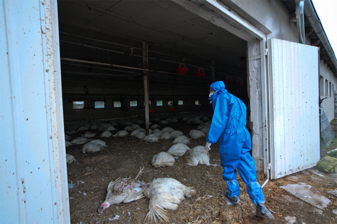 Variant avian flu virus spread to humans in Russia