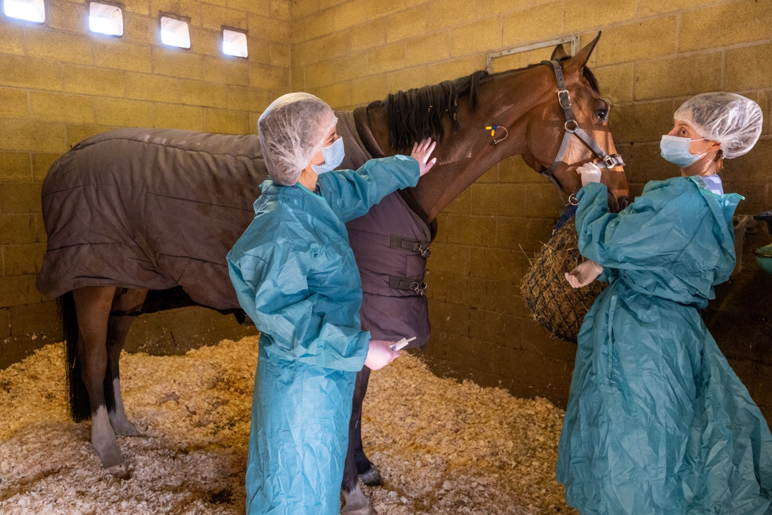 Dodelijk virus gijzelt paardenwereld: dierenkliniek opent quarantaine-afdeling