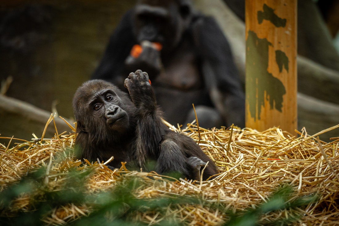 All mammals Antwerp Zoo and Planckendael test negative … (Antwerp2018)