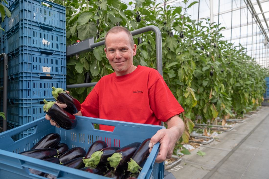 Southern aubergines are increasingly coming from Belgian greenhouses (… (Boechout)