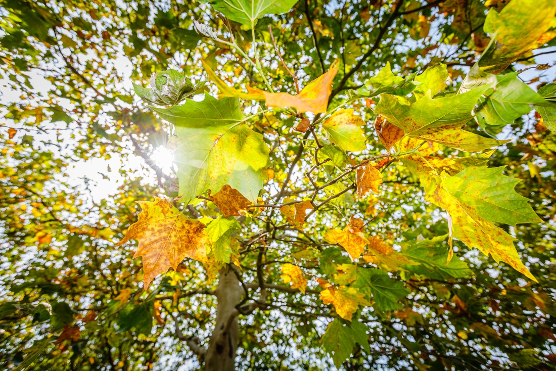 Waarom de herfst begint op 22 september en niet op de 21ste | Gazet van