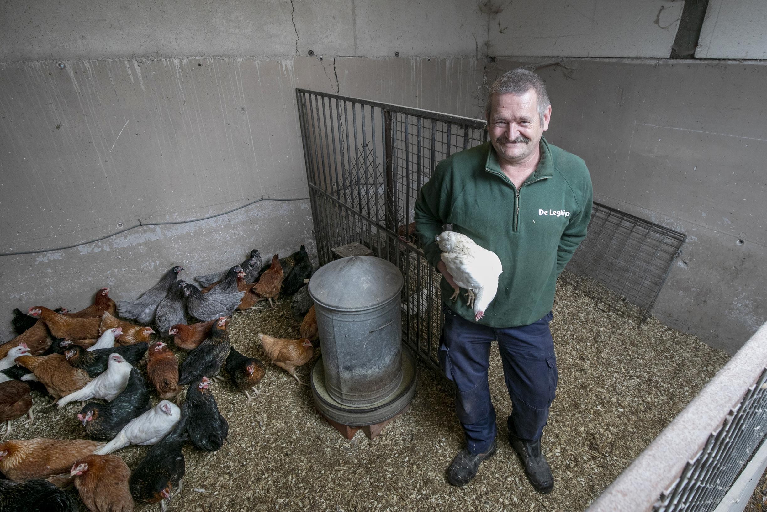 Voorlopig paniek bij kippenhouders: “Meer schrik marter en ophokmaatregelen van vogelgriep” | Gazet van Mobile