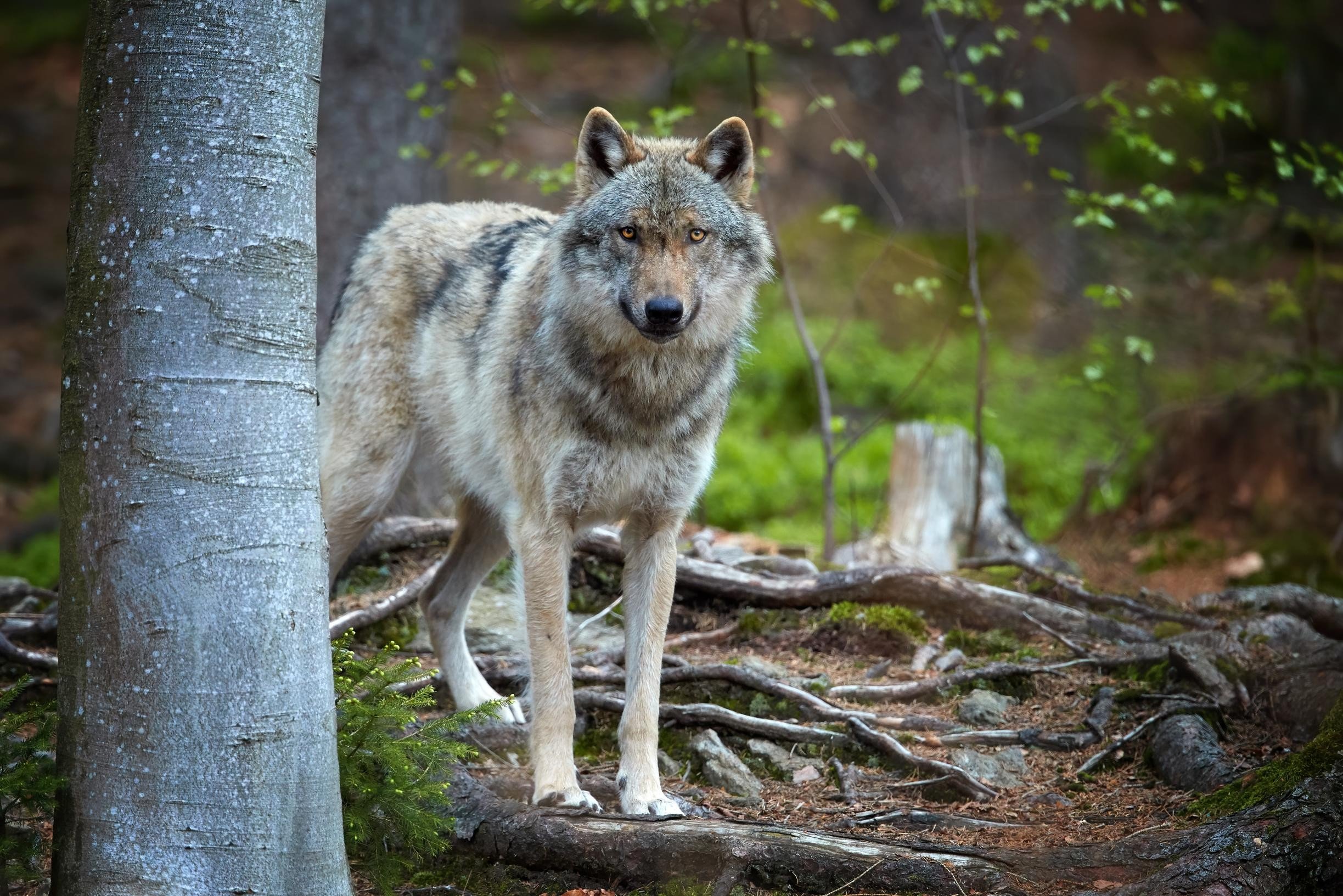 Wolf op weg naar provincie Antwerpen: Welkom Wolf roept kleinveehouders in grensstreek op dieren extra te beschermen