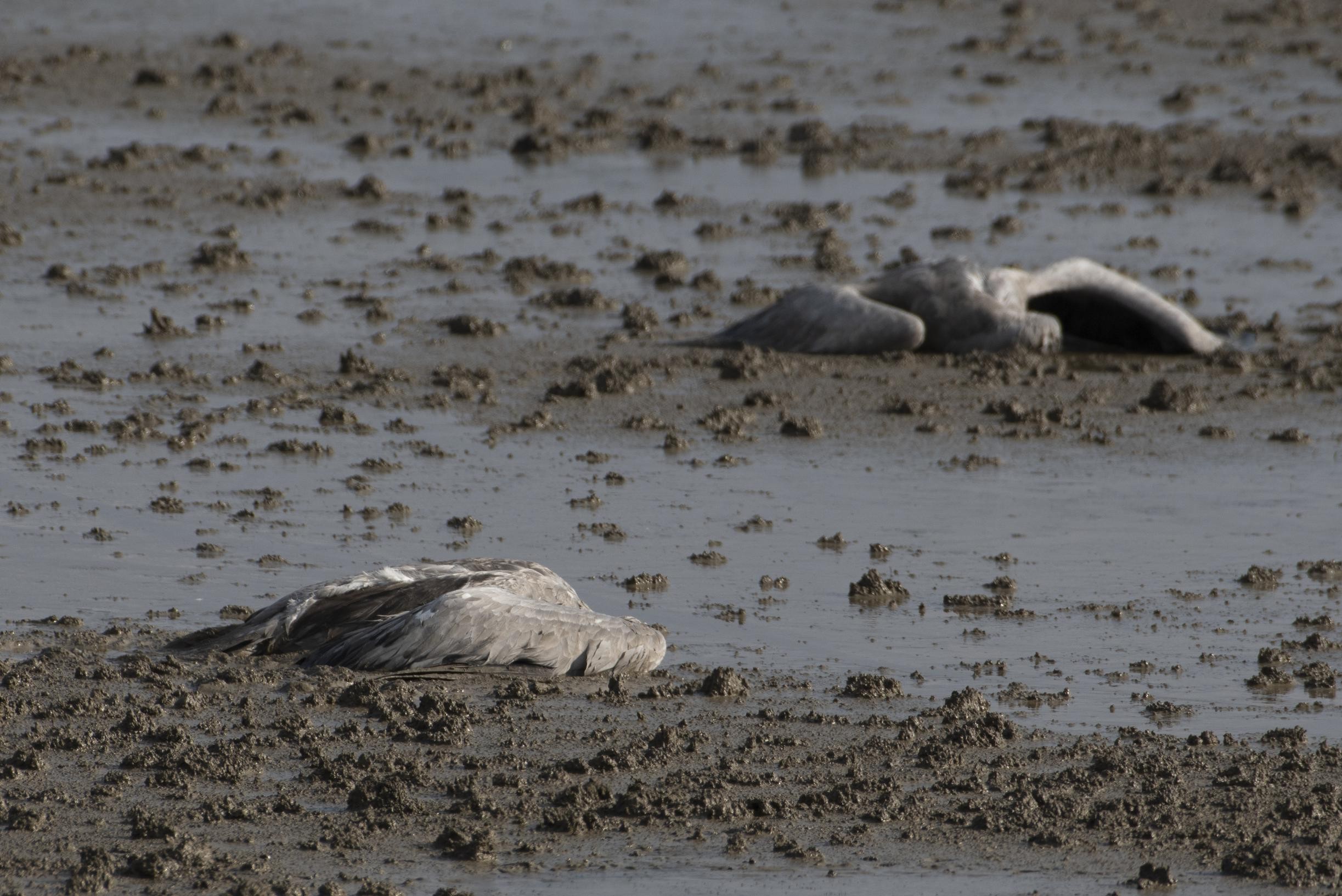 Thousands of wild cranes die from bird flu in northern Israel