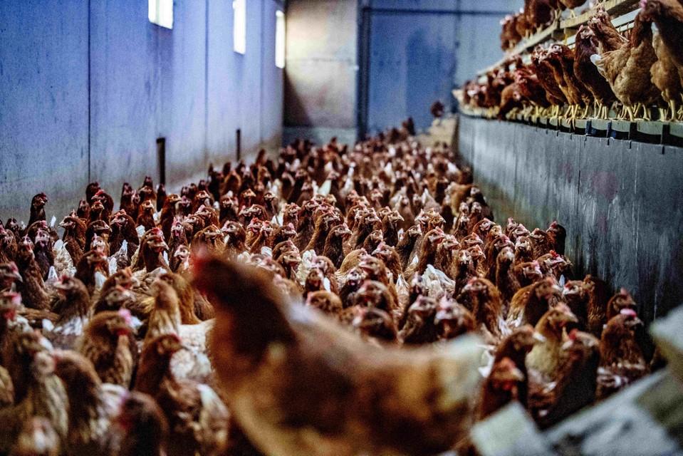 Bird flu conquers Europe: what kind of disease is it?  And how dangerous is it to humans?