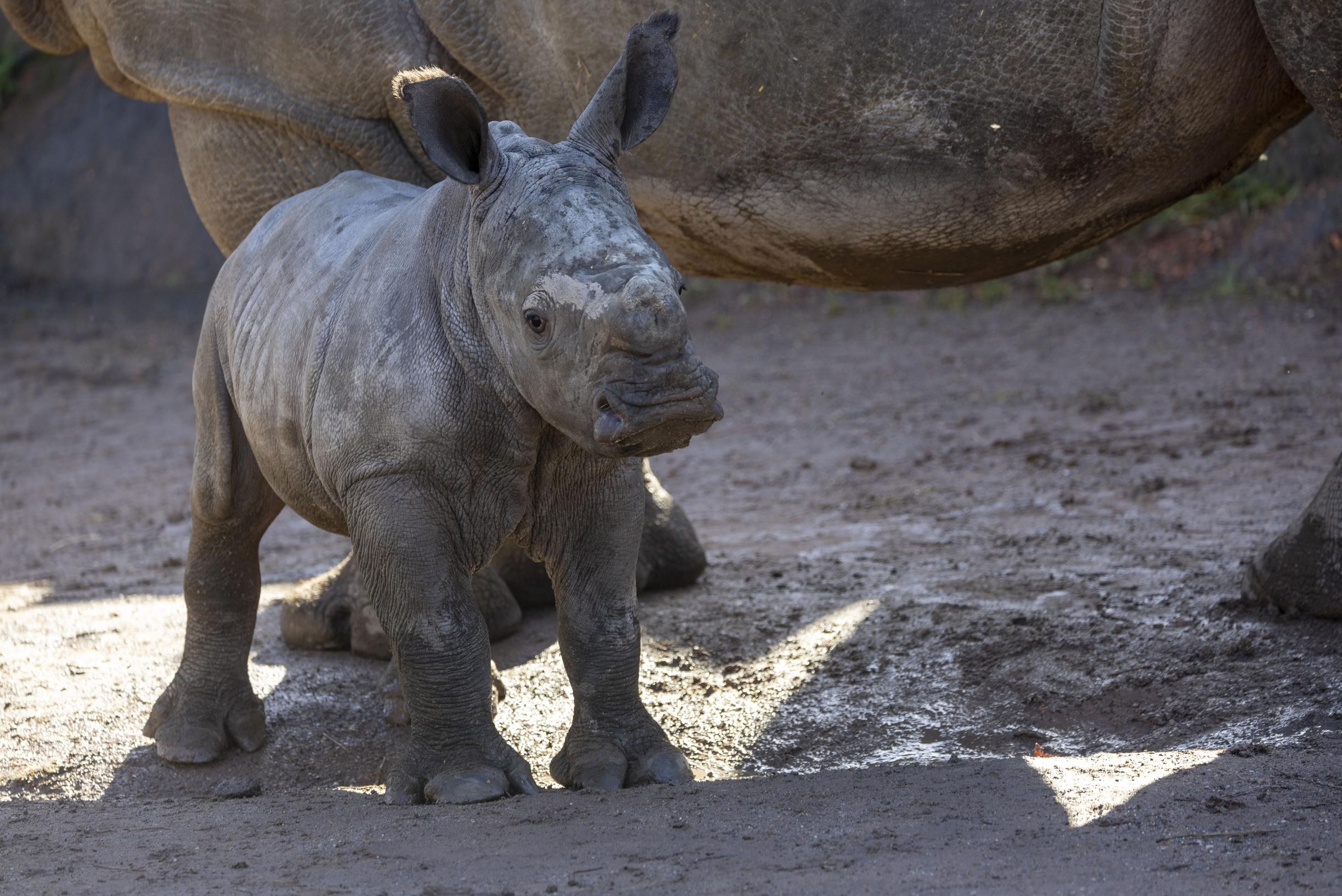 Zuidelijke witte neushoorn geboren in Pairi Daiza | Gazet van Antwerpen