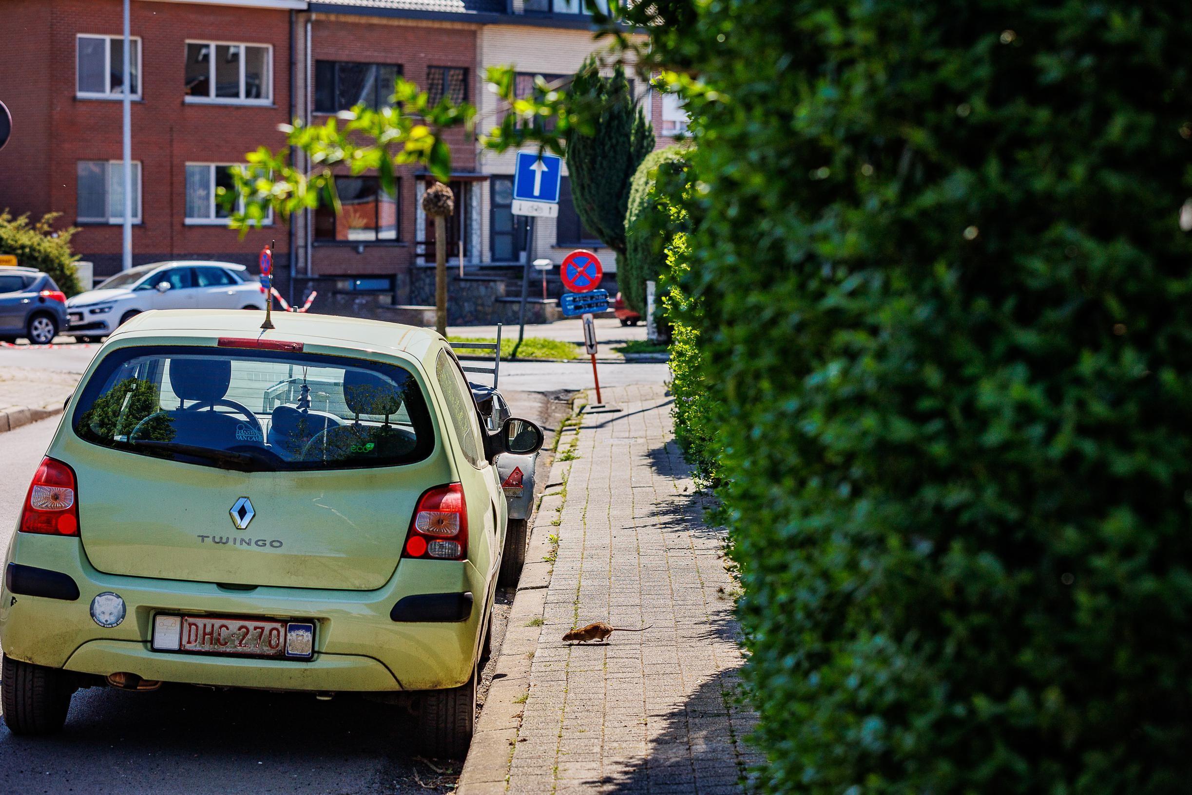 Rat plague ravages Mechelen residential area: city progresses rat catcher and closes playground (Mechelen)