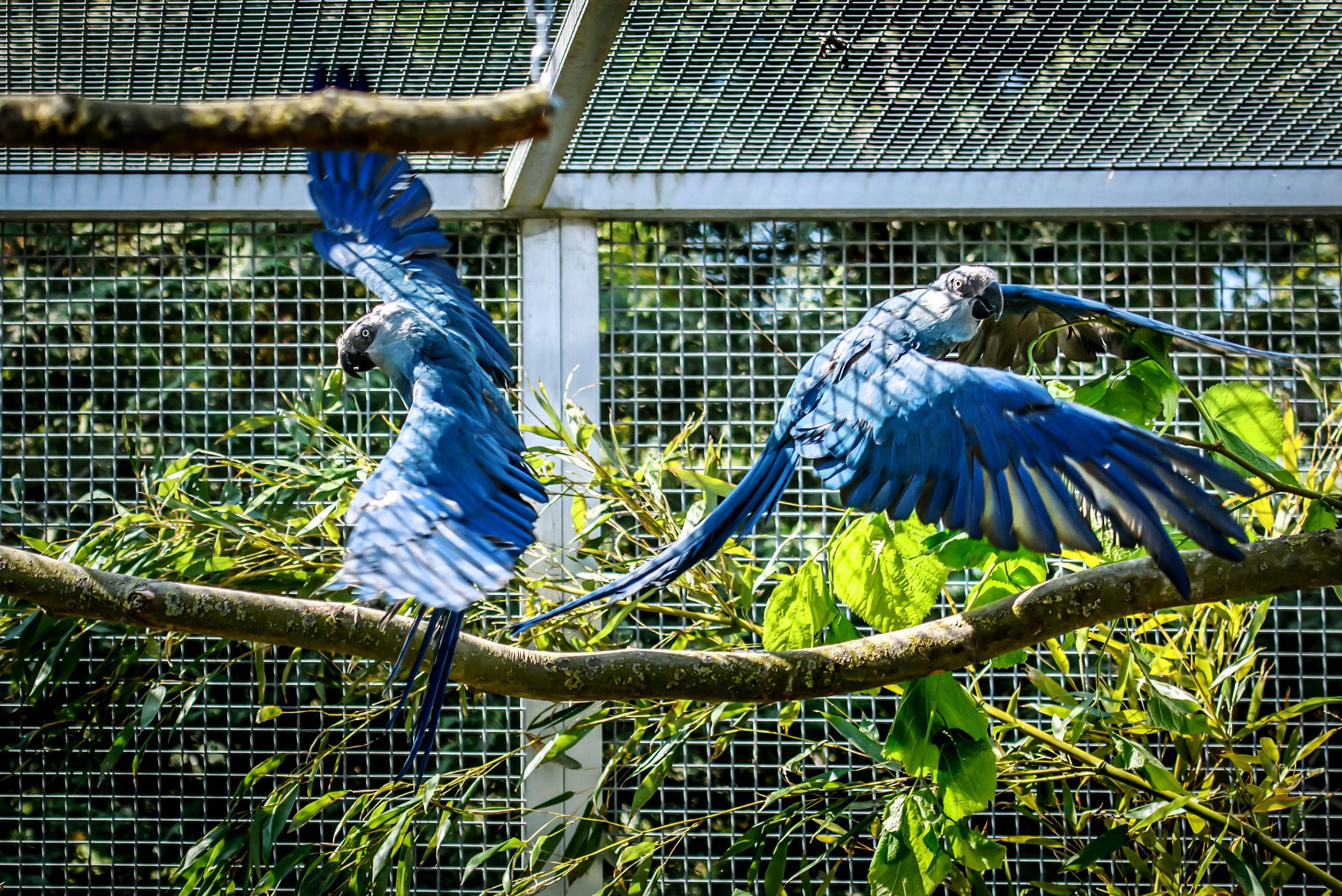 Hoe een Vlaamse dierenarts de zeldzaamste vogel ter wereld hielp herrijzen “Heel de wereld is
