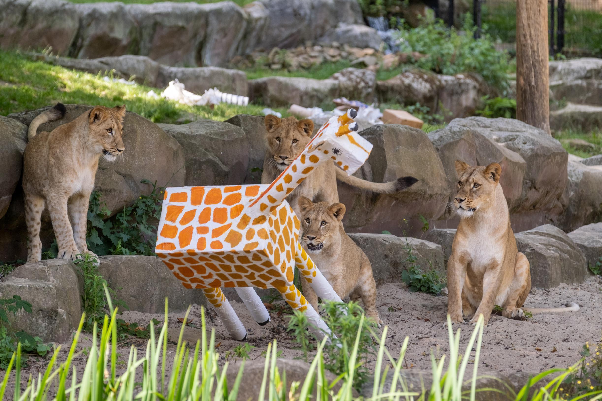 Lions of the year devour zebra and giraffe in Antwerp Zoo (Antwerp 2018)