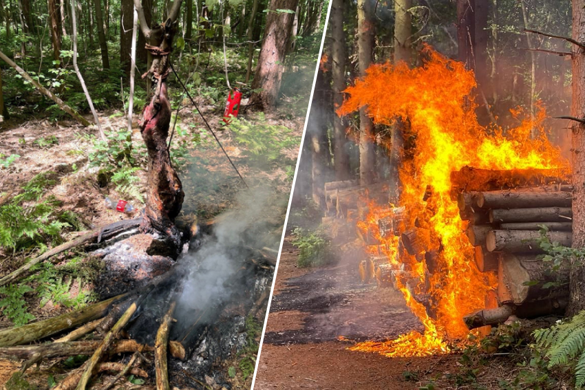 Wandelaar vilt en roostert gestolen schaap midden in natuurgebied, brandweer voorkomt bosbrand: “Alles had kunnen afbranden”