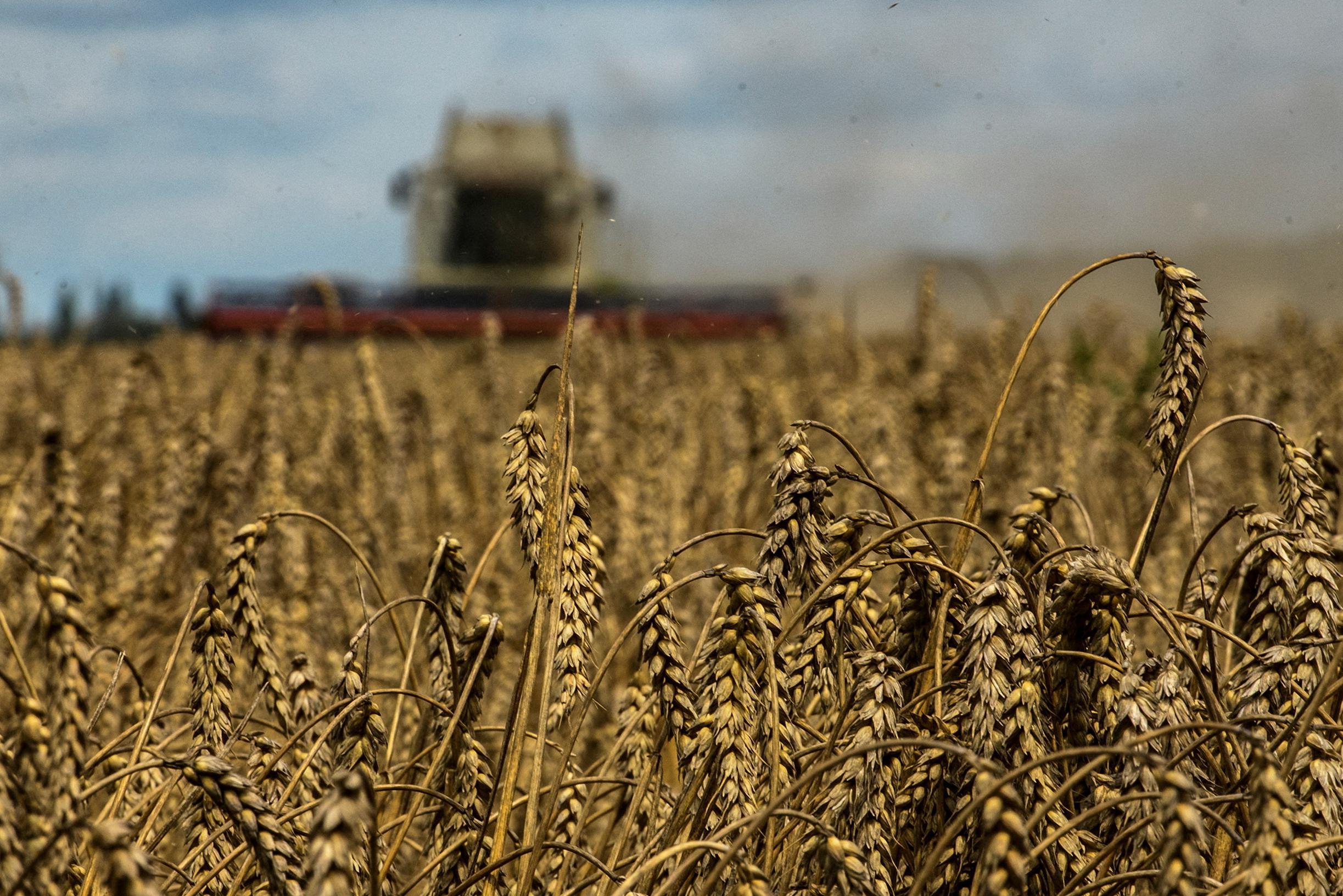 Цены на зерно падают из-за экспорта из Украины, но «ситуация пока не стабильна»