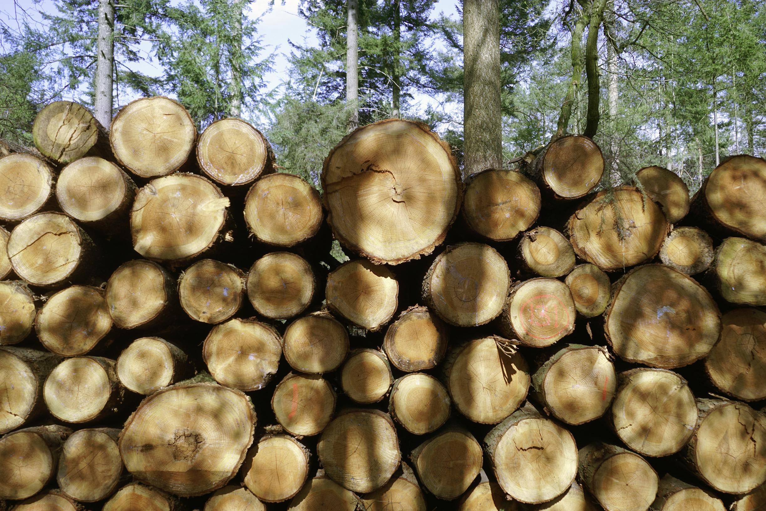 Parlemen Eropa menginginkan kebijakan yang lebih keras terhadap deforestasi