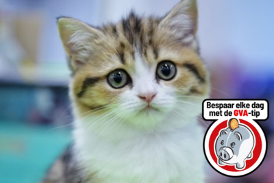 verschijnen Sentimenteel Schijn Onze bespaartip: de juiste kattenbrokken leveren tot 260 euro per jaar op |  Gazet van Antwerpen Mobile