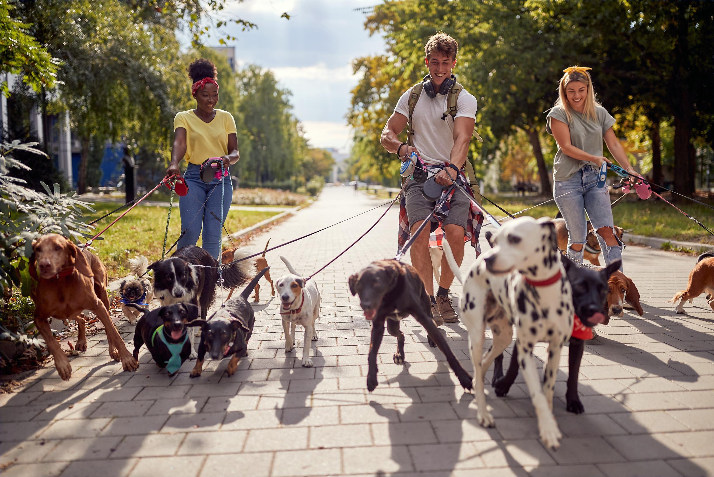 Wat het hondenras zegt over het baasje: jack russell betekent betrouwbaar,  cockerspaniël nieuwsgierig | Gazet van Antwerpen Mobile