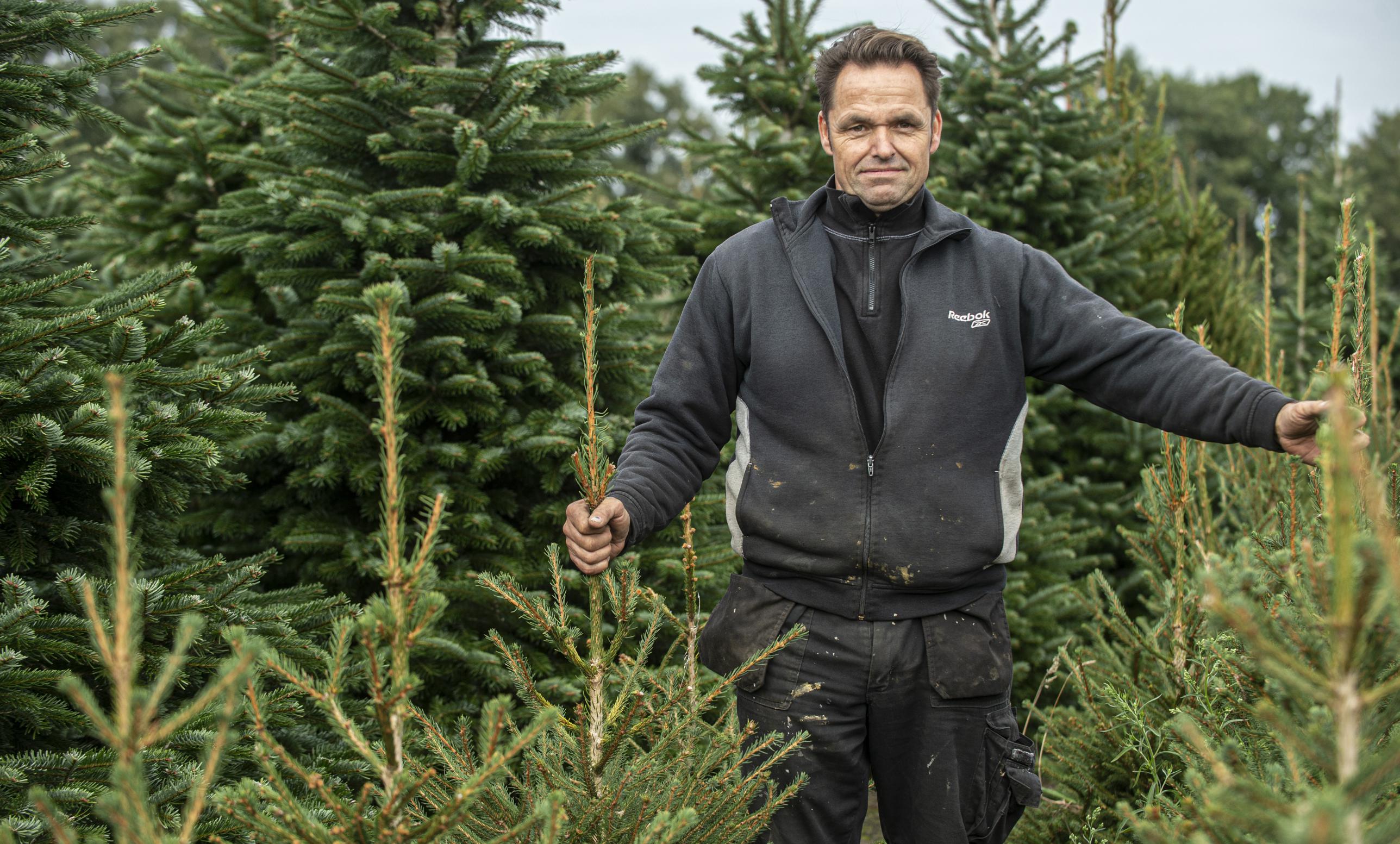 samenkomen Pastoor verwijderen Ikea stopt met verkoop echte kerstbomen, maar kwekers en verkopers in onze  regio zien vraag voorlopig niet afnemen | Gazet van Antwerpen Mobile