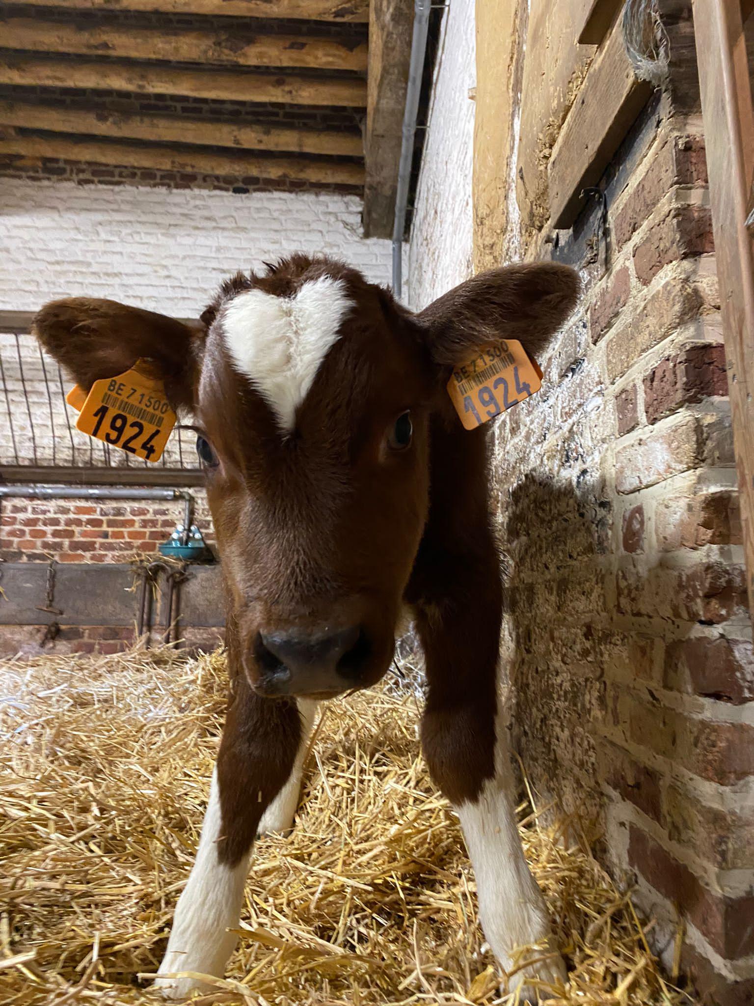 Schattige valentijn in Bokrijk: kalfje Olaf geboren met hartje op voorhoofd  (Genk) | Gazet van Antwerpen Mobile