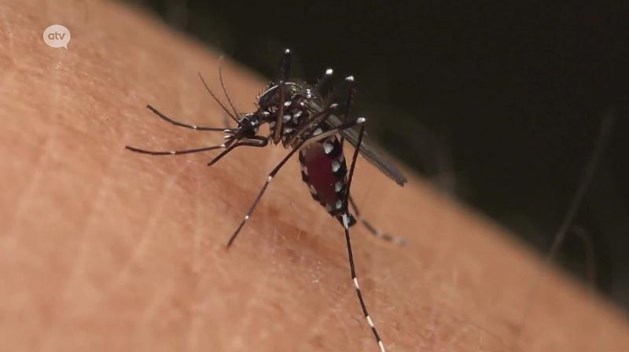 Second Sighting of Asian Tiger Mosquito in Wilrijk Raises Concerns