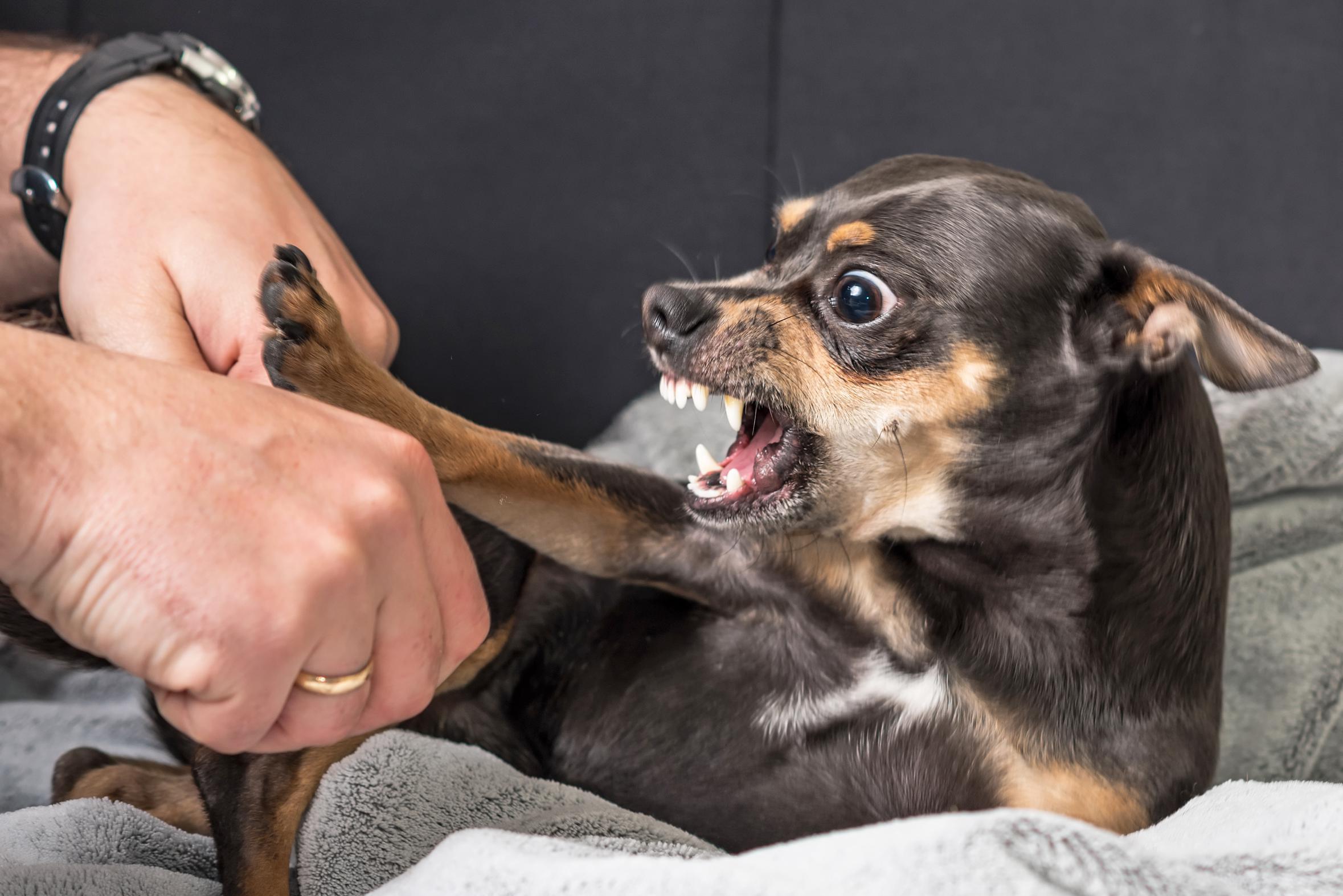 Na de bijtincidenten van de presidentiële hond: als je hond deze signalen  geeft, dreigt hij te bijten | Gazet van Antwerpen Mobile