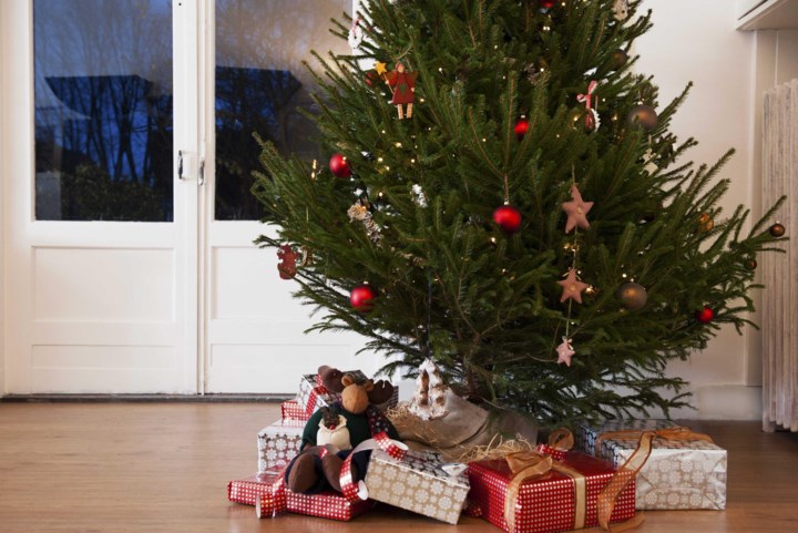Van wortels in pot tot de juiste verzorging: zo kies je de beste kerstboom uit