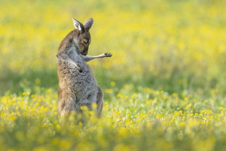 Een kangoeroe die luchtgitaar speelt en een dansende otter: dit zijn de grappigste dierenbeelden van het jaar