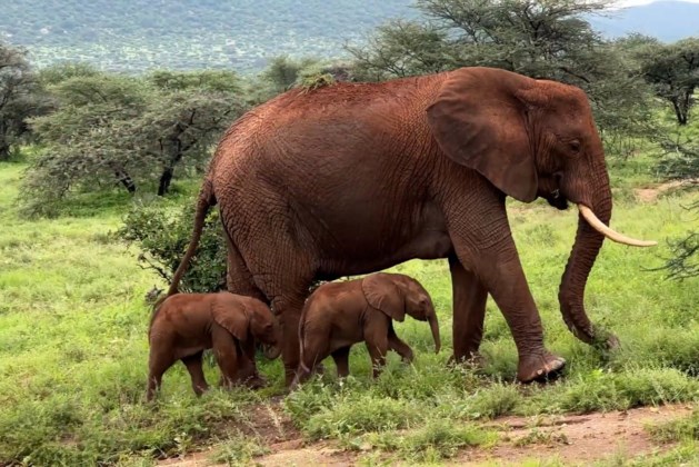 Rare twin elephants born in Kenya