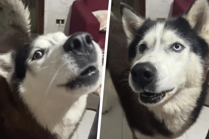 Husky gaat viraal door zijn ‘Italiaanse accent’: “Ik ben ervan overtuigd dat honden ooit écht zullen kunnen praten”