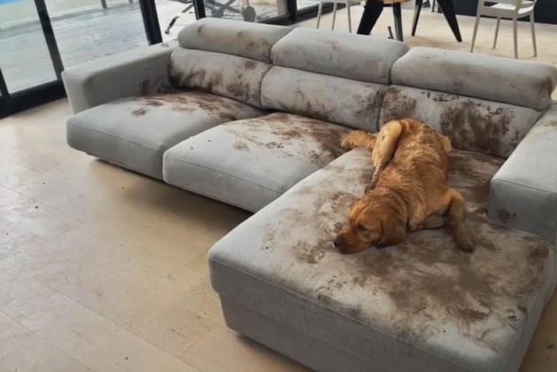 Vuile hond sluipt ongezien huis binnen... en maakt van zetel modderpoel