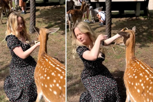 A lady needs a hug from a deer, however the animal makes it clear that it’s not involved in that