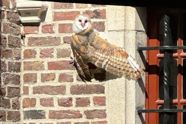Kerkuil broedt na twee jaar afwezigheid weer succesvol in kasteeltoren de Renesse (Malle)