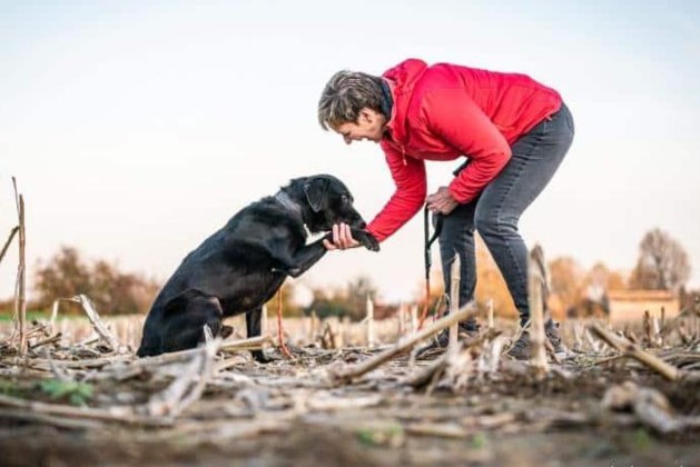 Hondje Hugo zit al 1.238 dagen in het asiel: "Mensen beseffen niet dat elk ras een eigen karakter heeft"