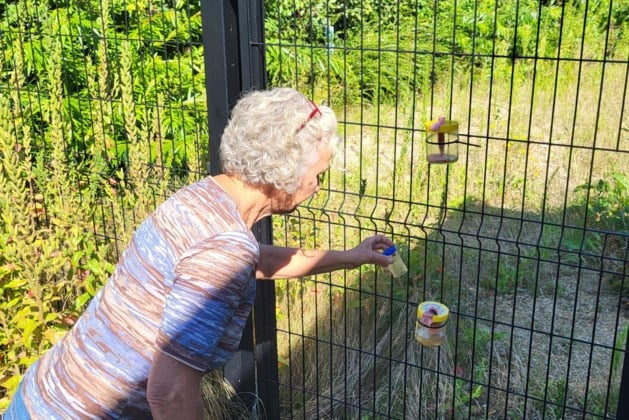 Vespawatchers in zuidrand bereiden nieuw offensief tegen Aziatische hoornaar voor: “Vorig jaar 165 k