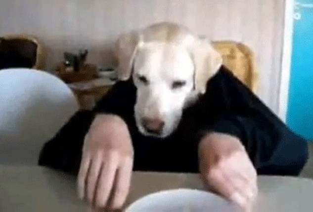 verloving Spruit voorwoord Half hond of half mens? | Gazet van Antwerpen Mobile