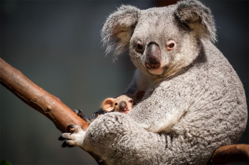 Koalababy komt piepen uit buidel moeder - Gazet van Antwerpen